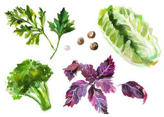 Obrazy  Warzywa akwarelowe na białym tle
