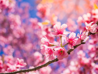 Wild himalayan cherry or prunus cerasoides or sakura. In Doi luang chaing dao at Chaing mai on Thailand. Selective focus.