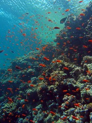 Fototapeta na wymiar Coral Reef / underwater photograph, Gordon Reef, Tiran Island, Egypt, depth - 7m.