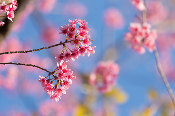 Closed-up Wild Himalayan Cherry blossom.