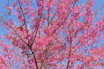 Closed-up Wild Himalayan Cherry blossom.