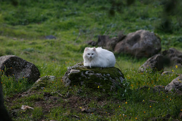 White cat with long hair and blue eyes	