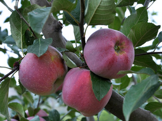 Ripe fruit apples on a tree branch with leaves