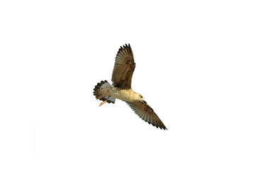 Seagull flying bird on the sky, wings