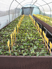 Greenhouse cultivation of Camellia japonica flowers