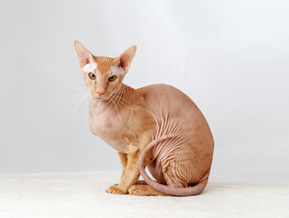 Peterbald cat, Oriental Shorthair