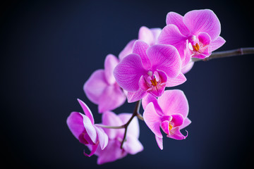 Fototapeta na wymiar branch beautiful white orchid