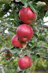 Ripe fruit apples on a tree branch with leaves