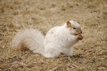 Iowa State's Famous "Albino Squirrel"