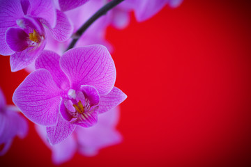 Naklejka premium branch beautiful white orchid