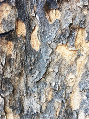 Big tree bark, black and white background
