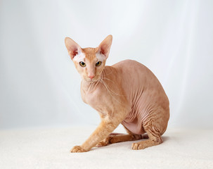 Peterbald cat, Oriental Shorthair