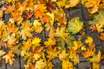 Fallen maple leaves on the road. Background.