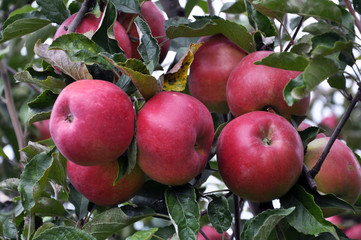 Ripe fruit apples on a tree branch with leaves

