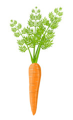 Carrot vegetable isolated on white.