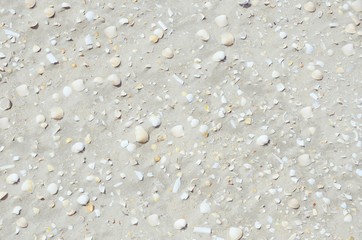 Muscheln im Sand 