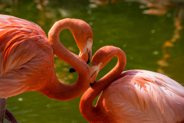 Pink Flamingo