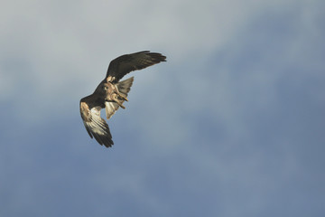 Common buzzard