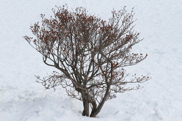 Deciduous trees in snow