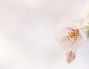 High key pink cherry-flower image with copy space, useful for cards.