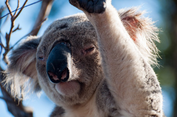 koala at magnetic island