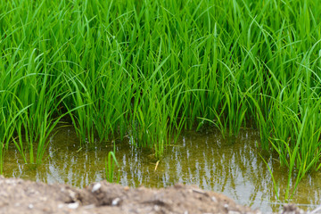 Obraz premium Young rice sprout ready to growing