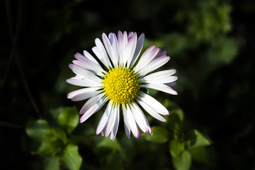 Fototapeta premium Daisy