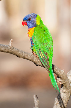 lories in joan tierney park