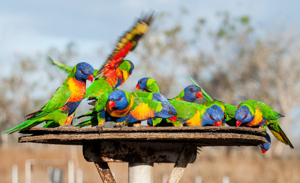 lories in joan tierney park