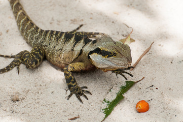 eastern Water Dragon about to eat a fruit