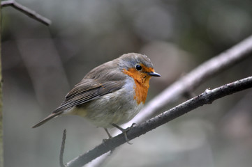 In a dry tree branch sits robin - bird from the family of flycatchers