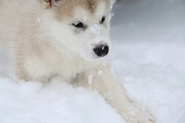 Alaskan Malamute puppy walks in the winter and playing in the snow
