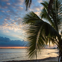 Seascape. In the foreground a palm tree on a sandy seashore