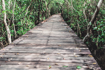 Tree tunnel, Wooden Bridge In Mangrove Forest