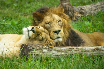 Lions in love