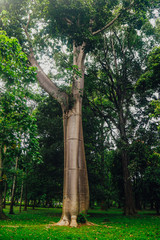 Fototapeta premium Baobab alley, Madagascar