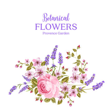 Botanical flowers garland. The sign Provence Garden over white background with rose and lavender. Spring flowers. Floral card on the white background. Vector illustration.