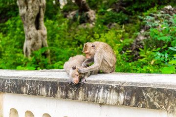 monkeys (crab eating macaque) grooming one another.