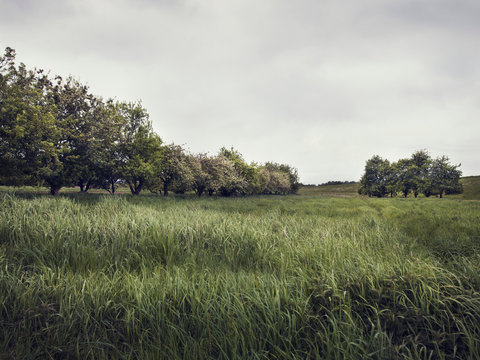 Overcast landscape with long green grasses and row of trees, Hamburg, Germany