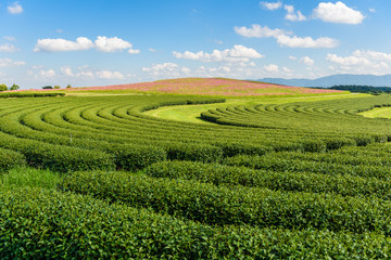 Cosmos Fields and Green tea field with blue sky