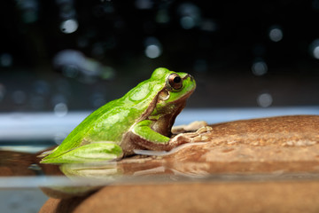 Tree frog (Hyla arborea)