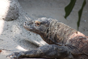 varan