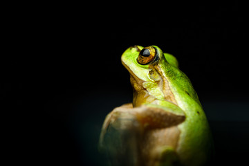 Tree frog (Hyla arborea)