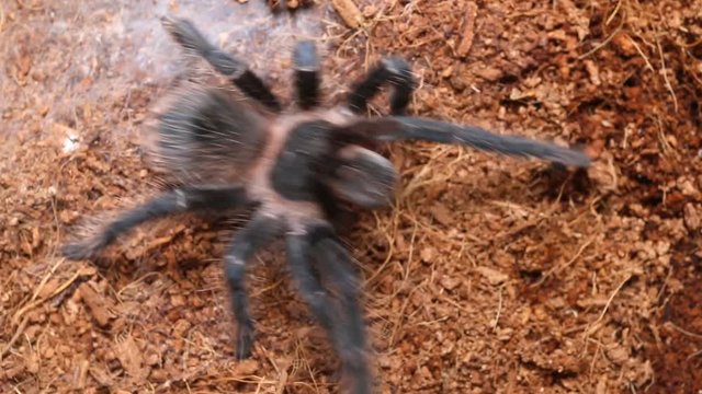 Dangerous tarantula spider in a special terrarium. Macro shot.
