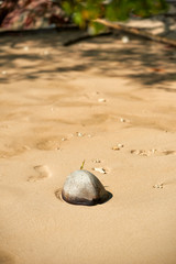Old Coconut On The Beach, Koh Chang, Thailand
