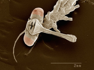 Scanning electron micrograph of a damselfly (Odonata: Lestidae)