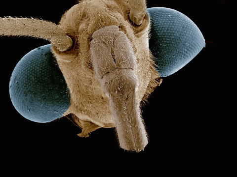 Scanning electron micrograph of the head of water strider (Hemiptera: Gerridae)