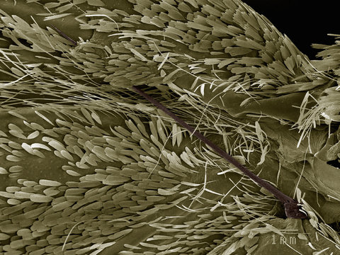 Scanning electron micrograph of the wing coupling mechanism of a moth (frenulum and retinaculum)