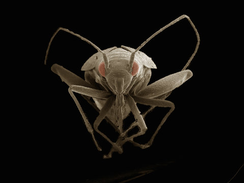 Scanning electron micrograph of a true bug (hemiptera)
