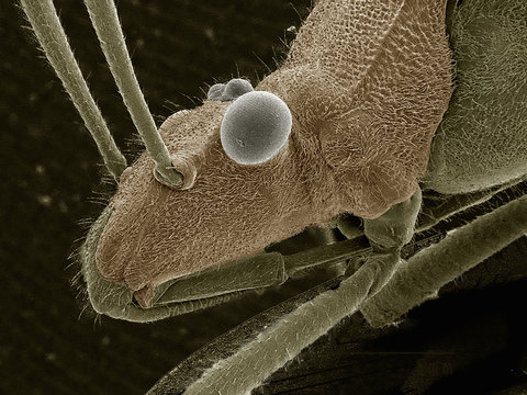 Scanning electron micrograph of a true bug (hemiptera)